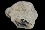 Rare Petrified Snakewood (Mennegoxylon) Limb Section - Texas #166445-2